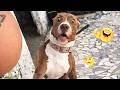 Funny Dogs Compilation – Best Dog Videos 2025 🐕🤣 #90