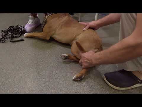 Разрыв связки у собаки. Подрезание связок у собак. Техника подрезания связок у собак. Операция на коленном суставе у собак.