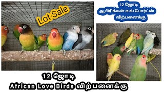 12 ஜோடி ஆபிரிக்கன் லவ் போர்ட்ஸ் Lot Sale || 12 pairs African Love Birds Lot Sale#