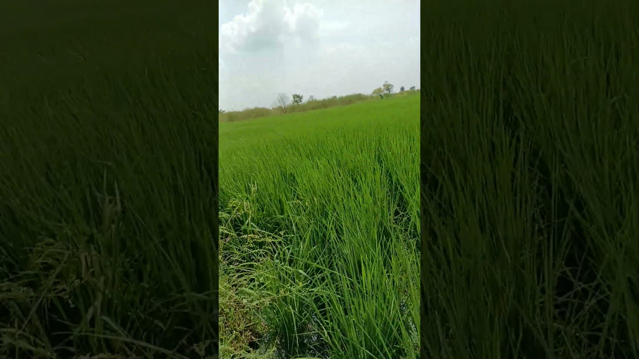 Paddy farming 