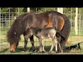 Miniature horse Sunny&#39;s first walk outside