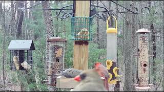 Female Cardinal gets her close up while male enjoys a meal at Woods' Edge