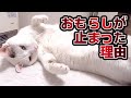 ウチの猫がおもらしをしなくなった理由