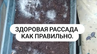 Как вырастить здоровую рассаду НЕ НУЖНО этого делать