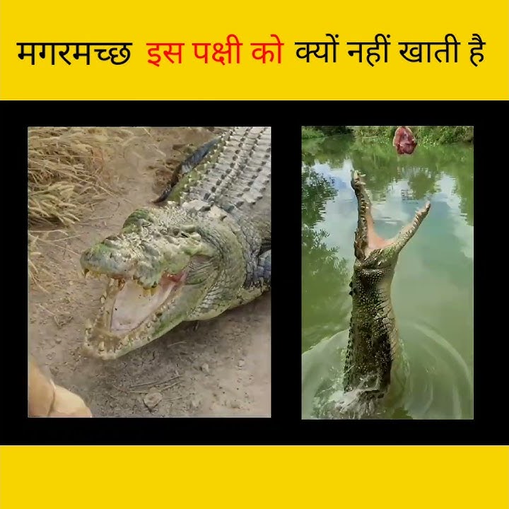 plover bird cleaning crocodile teeth | bird cleaning crocodile teeth