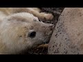 Seal Pup Suckling | Discover Wildlife | Robert E Fuller