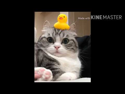 funny-cats-and-kittens-meowing-compilation