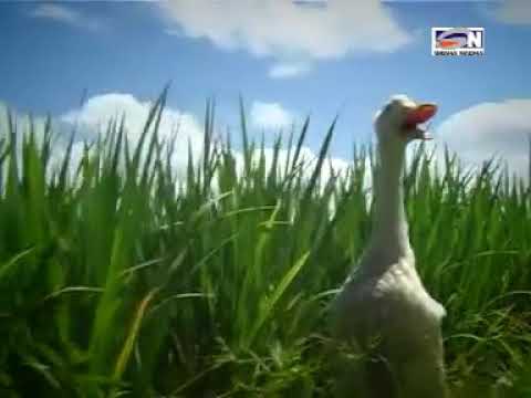 Bebek Putih Jambul - Gek Amanda & Gek Angel (Lagu Bali Anak Anak)