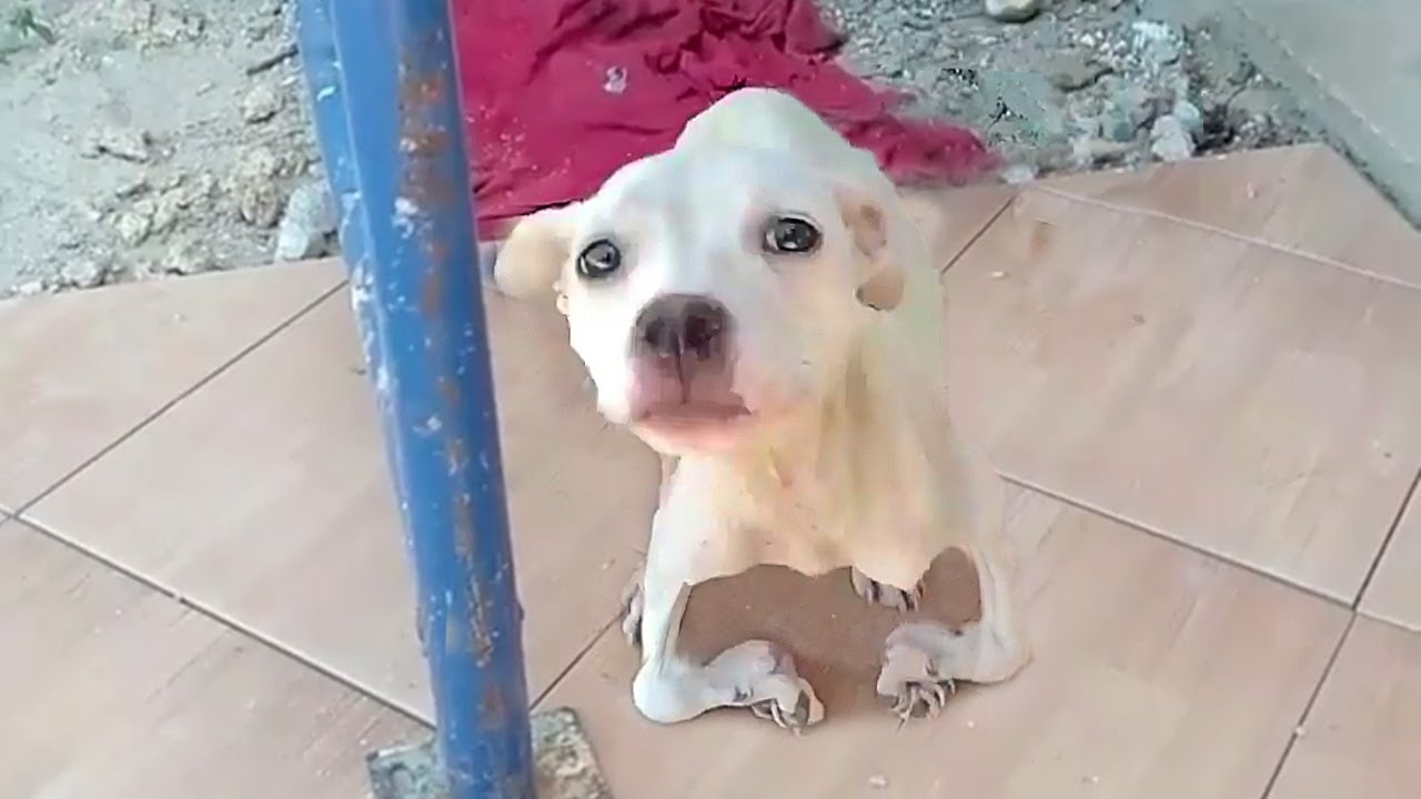 "Why was I discarded?", the puppy with crooked legs left behind, waiting for help that never came