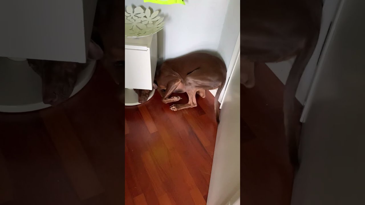 Guilty Dog Tries To Hide ViralHog