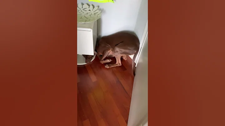 Guilty Dog Tries To Hide || ViralHog