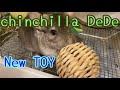 Chinchilla DeDe チンチラ日常　新しいおもちゃのデデ流遊び方Rare Brown Hair.