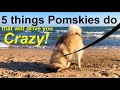 5 annoying things Pomskies do  (five funny things that will drive Pomsky owners crazy)