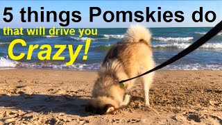 5 annoying things Pomskies do  (five funny things that will drive Pomsky owners crazy)