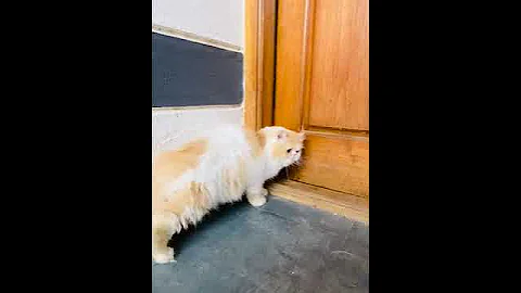 Video 2590371: shorthair maine coon cat, cat funny exotic shorthair, coon cat punch face, semi punch face cat, cat kitten punch face, cat female kitten