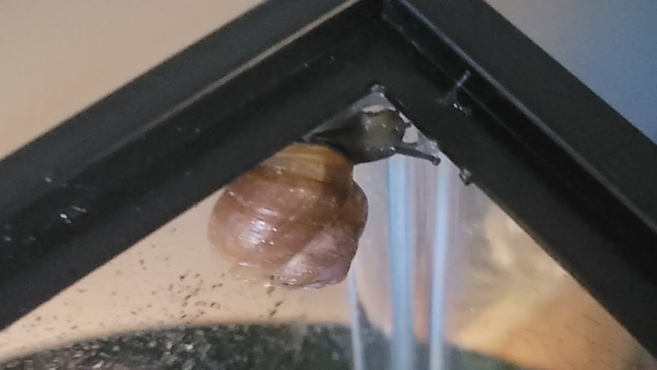My New Pet! | Grove Snail Care | Coming back to YouTube?