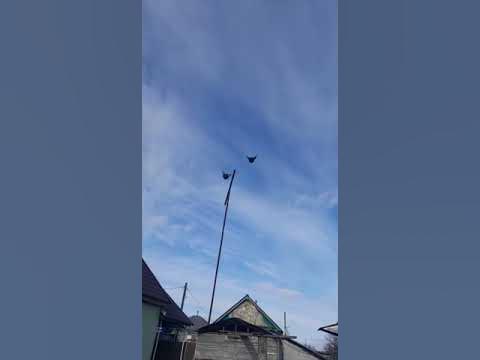 голуби.Жени.Буровлева.с.Елань-Колено.Воронежская.обл. - YouTube