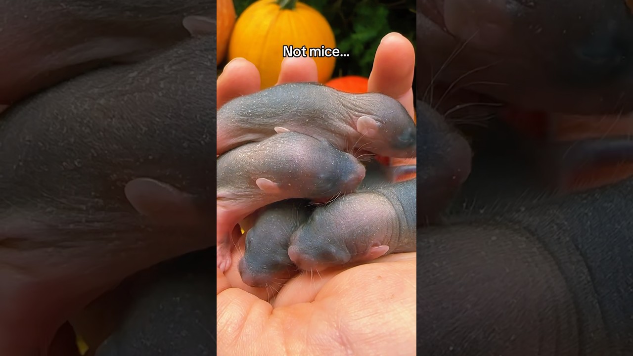 This is a good lesson in slowing down! I do love me some baby rats, though ❤️‍🩹 🐀