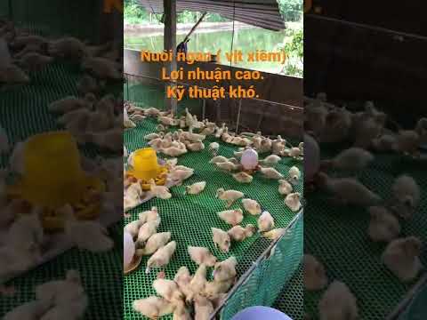 Video Nuôi ngan, vịt xiêm lợi nhuận cao nhưng kỹ thuật nuôi... - youtube