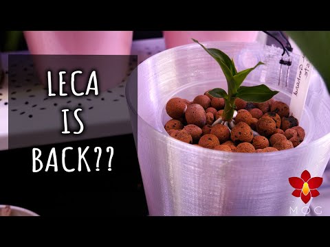 The Perfect Inorganic Orchid Setup? ? | LECA + 3DPing Self Watering System