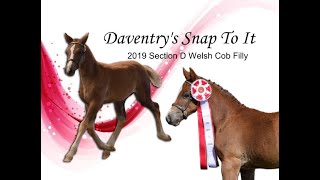 Daventry's Snap To It by Daventry Equestrian 471 views 4 years ago 54 seconds