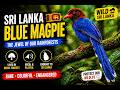 👉 Sri Lanka Blue Magpie 🇱🇰 | The Most Beautiful Bird You’ve Never Seen
