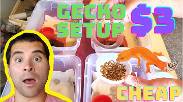 How to Make a Leopard Gecko Enclosure | $3 | BRIAN BARCZYK Edition