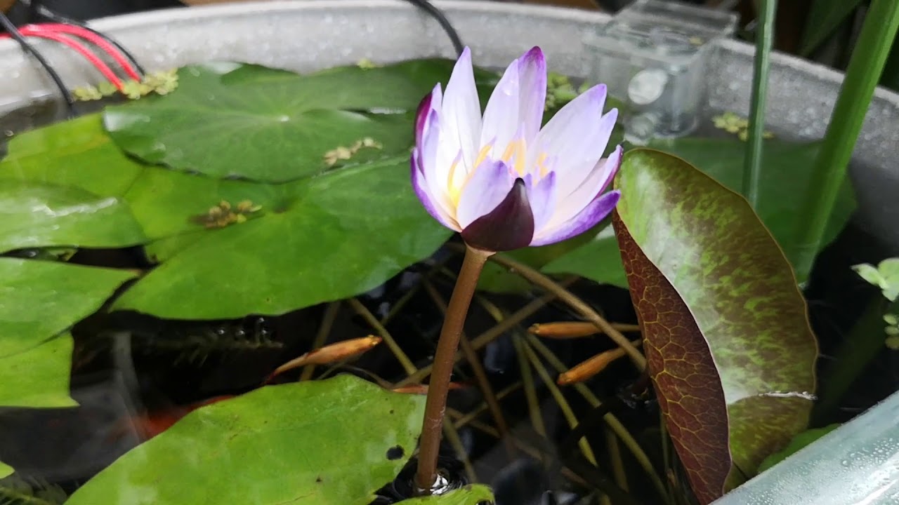 寒流後開出第一朶花 睡蓮黑美人 Youtube