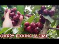CHERRY PICKING IN VICTORIA, AUSTRALIA | CHERRIES •4K• Cooking Pinay Travel