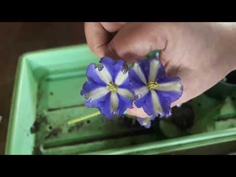 Vidéo: Rempotage des violettes africaines - Quand rempoter une violette africaine