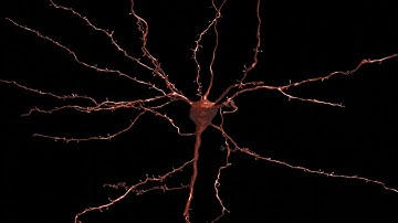 NAVis Blender interface example video