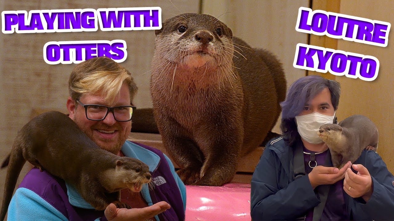 loutre otter cafe