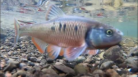 Redside Dace: Community Interactions