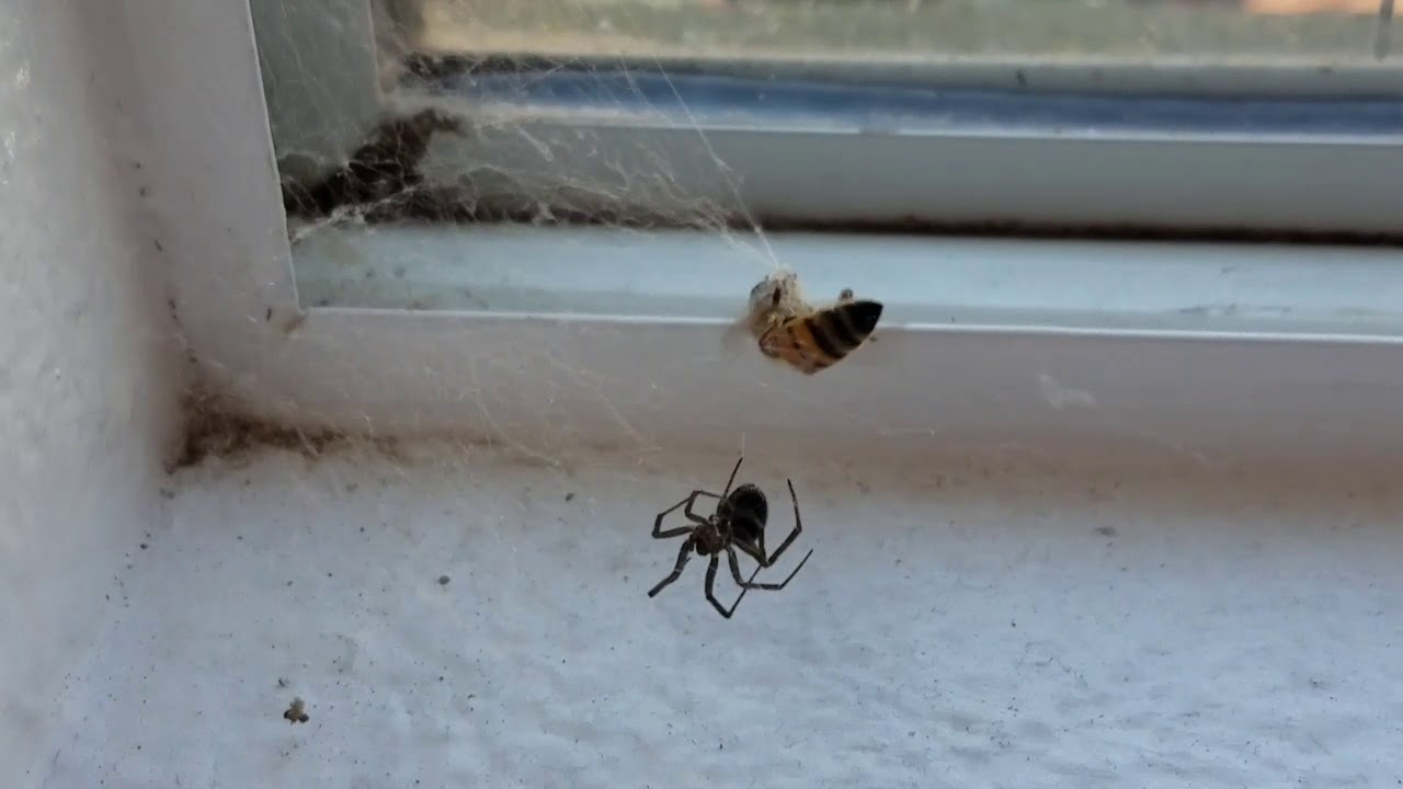 Bee vs. Spider YouTube