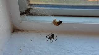 Bee vs. Spider