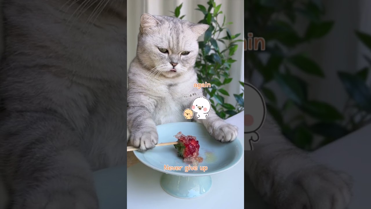 😍 Funny Cooking Cat | Simple Cooking Idea | Funny Cat 😱 