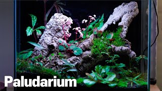 Make a paludarium made with unique plants! by 내츄럴팟 NATURALLPOT 6,842 views 1 year ago 7 minutes, 40 seconds