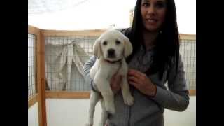 Maggies pups 2012 002.AVI