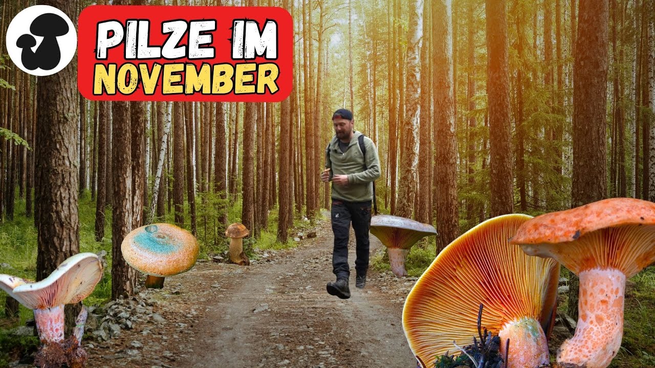 Diese 4 Arten lassen mich verzweifeln! Pilze sammeln im November bei Kiefern