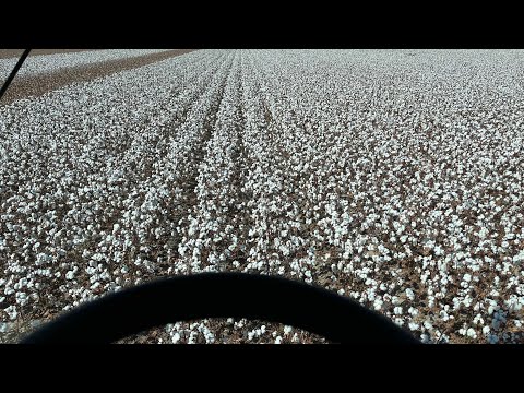 Cotton Harvest 2023