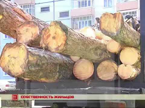 Как законно воровать лес не выезжая за город!