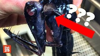 25 CREEPIEST Creatures Caught While Fishing