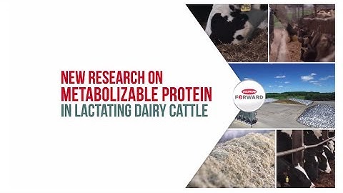 New research on metabolizable protein in lactating dairy cattle