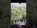 3x3 FastBuds Papaya Sherbet April 14, 2026