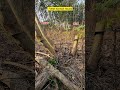 New Saw vs. Old Saw: Which Cuts Better? #SawComparison #ToolTest #OldVsNew #CuttingTools