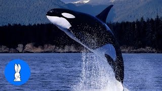 Wild Orca Killer Whales Swimming in HD - Compilation