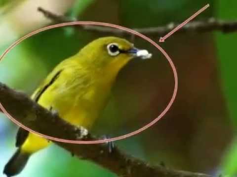  Burung  Kacamata Sangihe jenis pleci paling langka  dan 