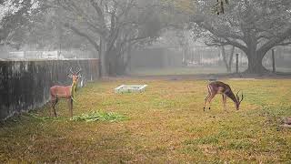 A Deer Migration in zoo  You Have to See