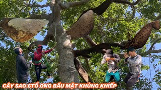 chinh phục cây sao 6Tổ ong khủng Bầu mật khủng khiếpConquer the star tree 6 terrible honey bee hives