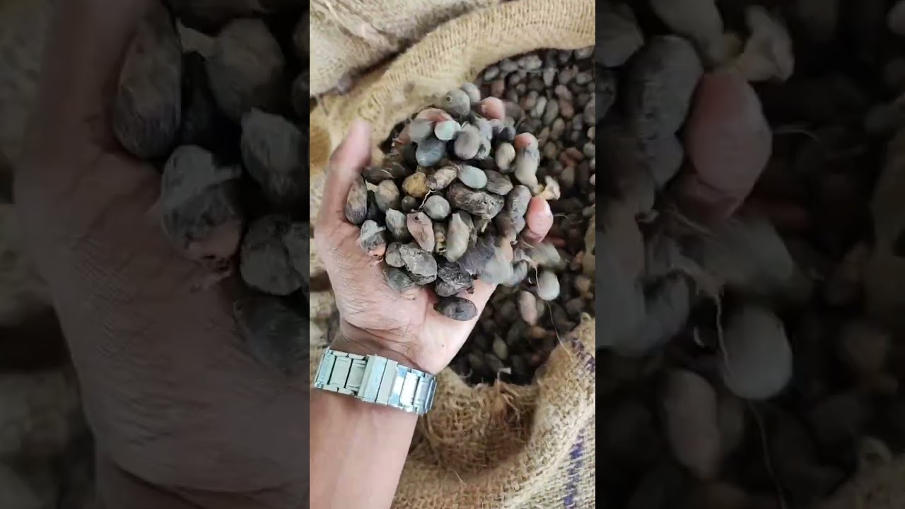 नीमच औषधि मंडी में जामुन गुठली का भाव ।। 